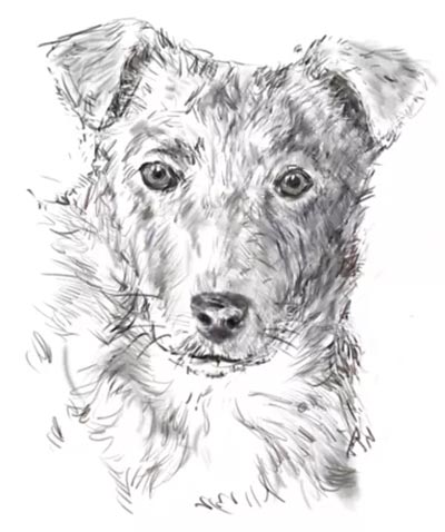 how to draw a dog in 12 ways draw a dog from a photograph