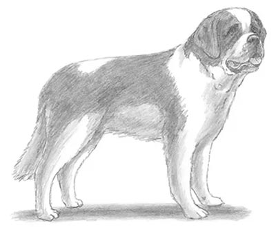 how to draw a dog in 12 ways draw a saint bernard
