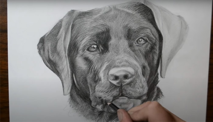 how to draw a dog